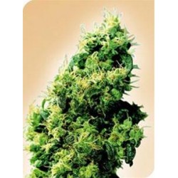 FOUR-WAY® * SENSI SEEDS 10 SEMI REG 