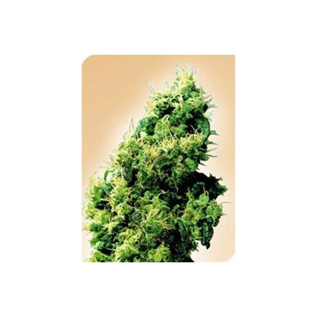 FOUR-WAY® * SENSI SEEDS 10 SEMI REG 