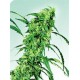 FRUITY JUICE® * SENSI SEEDS 10 SEMI REG 