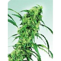 FRUITY JUICE® * SENSI SEEDS 10 SEMI REG 