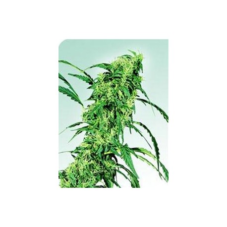 FRUITY JUICE® * SENSI SEEDS 10 SEMI REG 