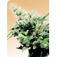 HASH PLANT® * SENSI SEEDS 10 SEMI REG 