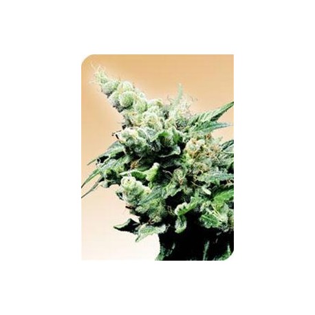 HASH PLANT® * SENSI SEEDS 10 SEMI REG 