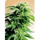 HINDU KUSH® * SENSI SEEDS 10 SEMI REG 