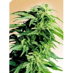 HINDU KUSH® * SENSI SEEDS 10 SEMI REG 