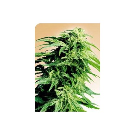 HINDU KUSH® * SENSI SEEDS 10 SEMI REG 