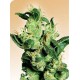 JACK HERER® * SENSI SEEDS 10 SEMI REG 