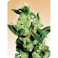 JACK HERER® * SENSI SEEDS 10 SEMI REG 