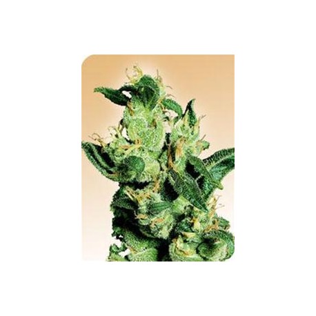 JACK HERER® * SENSI SEEDS 10 SEMI REG 