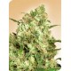 MAPLE LEAF INDICA® * SENSI SEEDS 10 SEMI REG 