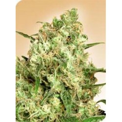 MAPLE LEAF INDICA® * SENSI SEEDS 10 SEMI REG 