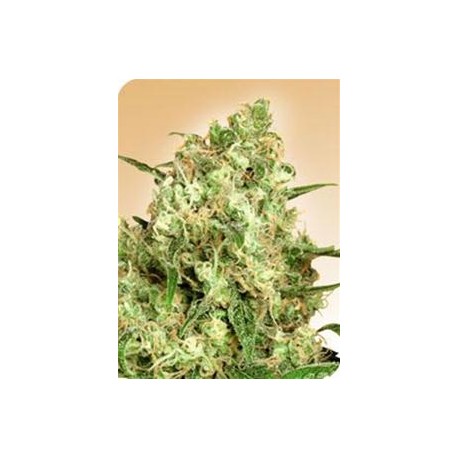 MAPLE LEAF INDICA® * SENSI SEEDS 10 SEMI REG 