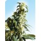 MEXICAN SATIVA® * SENSI SEEDS 10 SEMI REG 