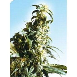 MEXICAN SATIVA® * SENSI SEEDS 10 SEMI REG 