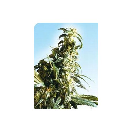 MEXICAN SATIVA® * SENSI SEEDS 10 SEMI REG 