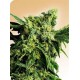 MR. NICE G13 X HASH PLANT® * SENSI SEEDS 10 SEMI REG 