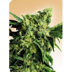 MR. NICE G13 X HASH PLANT® * SENSI SEEDS 10 SEMI REG 