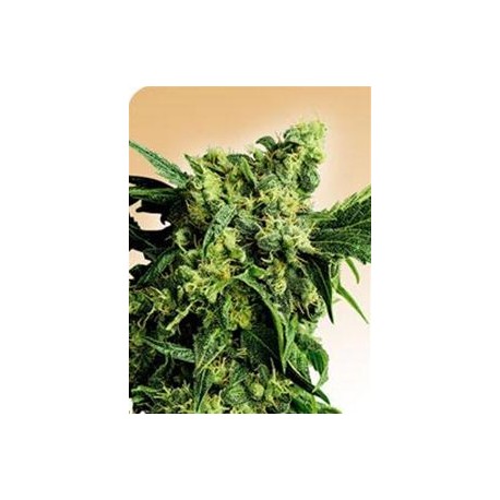 MR. NICE G13 X HASH PLANT® * SENSI SEEDS 10 SEMI REG 