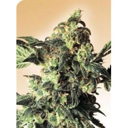 NORTHERN LIGHTS® * SENSI SEEDS 10 SEMI REG 