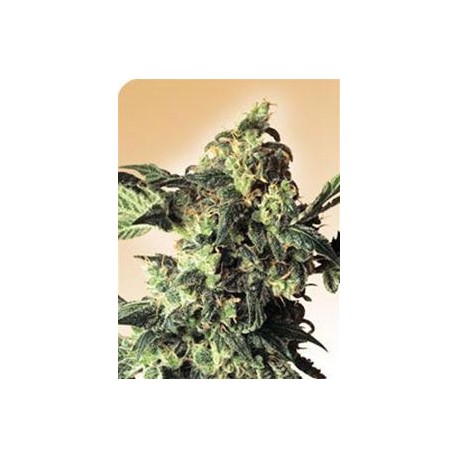 NORTHERN LIGHTS® * SENSI SEEDS 10 SEMI REG 