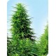 SENSI SKUNK® * SENSI SEEDS 10 SEMI REG 