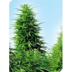 SENSI SKUNK® * SENSI SEEDS 10 SEMI REG 