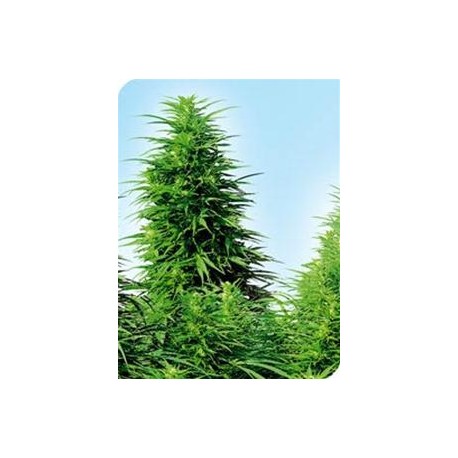 SENSI SKUNK® * SENSI SEEDS 10 SEMI REG 