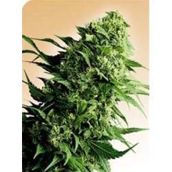 SHIVA SHANTI® * SENSI SEEDS 10 SEMI REG 