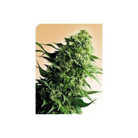 SHIVA SHANTI® * SENSI SEEDS 10 SEMI REG 