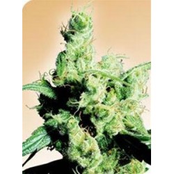 SILVER HAZE® * SENSI SEEDS 10 SEMI REG 