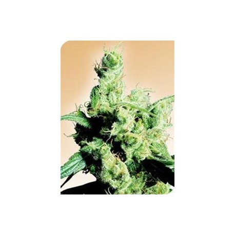 SILVER HAZE® * SENSI SEEDS 10 SEMI REG 