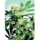 SKUNK KUSH® * SENSI SEEDS 10 SEMI REG 