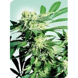 SKUNK KUSH® * SENSI SEEDS 10 SEMI REG 