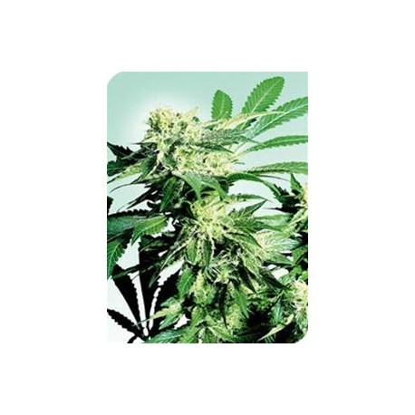 SKUNK KUSH® * SENSI SEEDS 10 SEMI REG 