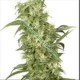 FEMALE MIX * SENSI WHITE LABEL 10 SEMI FEM