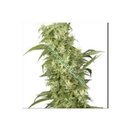 FEMALE MIX * SENSI WHITE LABEL 10 SEMI FEM