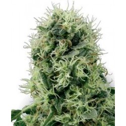 PURE POWER PLANT * SENSI WHITE LABEL 10 SEMI FEM 