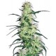 PURPLE HAZE * SENSI WHITE LABEL 10 SEMI FEM 