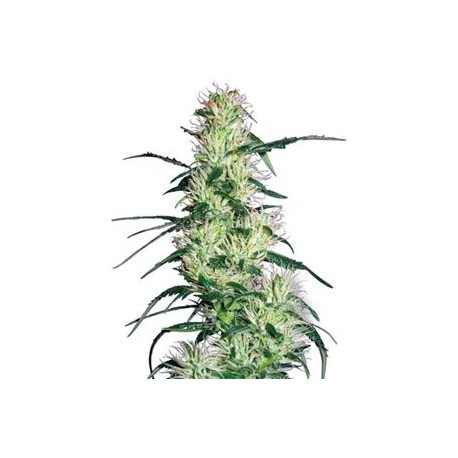 PURPLE HAZE * SENSI WHITE LABEL 10 SEMI FEM 