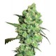 SUPER SKUNK * SENSI WHITE LABEL 10 SEMI FEM 