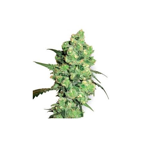 SUPER SKUNK * SENSI WHITE LABEL 10 SEMI FEM 