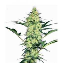 WHITE DIESEL * SENSI WHITE LABEL 10 SEMI FEM