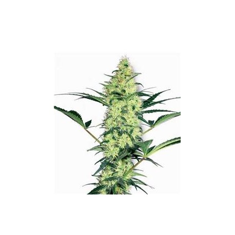 WHITE DIESEL * SENSI WHITE LABEL 10 SEMI FEM