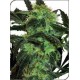 WHITE ICE * SENSI WHITE LABEL 10 SEMI FEM 