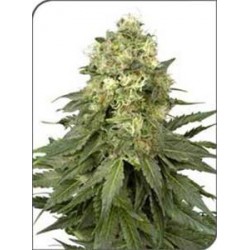 WHITE WIDOW * SENSI WHITE LABEL 10 SEMI FEM 