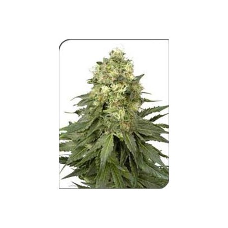 WHITE WIDOW * SENSI WHITE LABEL 10 SEMI FEM 