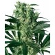 X-HAZE * SENSI WHITE LABEL 10 SEMI FEM 