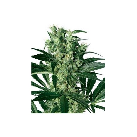 X-HAZE * SENSI WHITE LABEL 10 SEMI FEM 