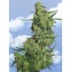 NEPAL KUSH * THE FLYING DUTCHMEN 10 SEMI FEM 