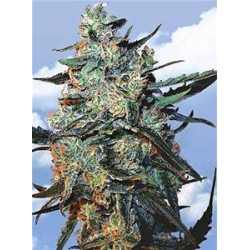 FEMINIZED MIX * THE FLYING DUTCHMEN 5 SEMI FEM 